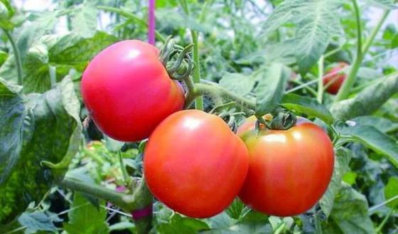 露天西红柿几月份播种(六月份种西红柿晚吗)