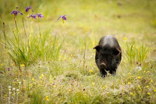猪的寿命有几年 猪的智商相当于人几岁-第14张图片