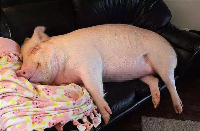 猪的寿命有几年 猪的智商相当于人几岁-第7张图片