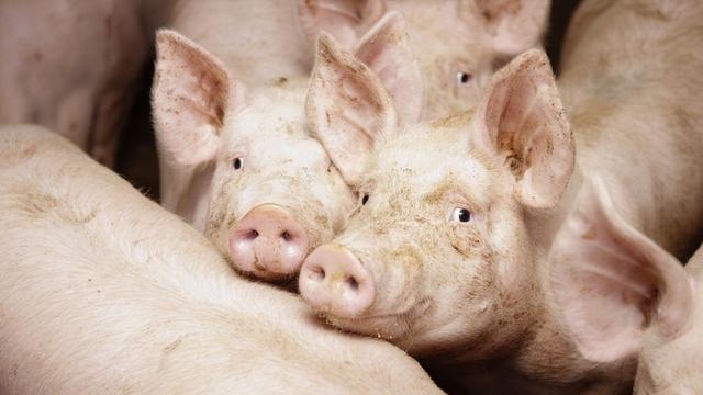 猪的寿命有几年 猪的智商相当于人几岁-第13张图片