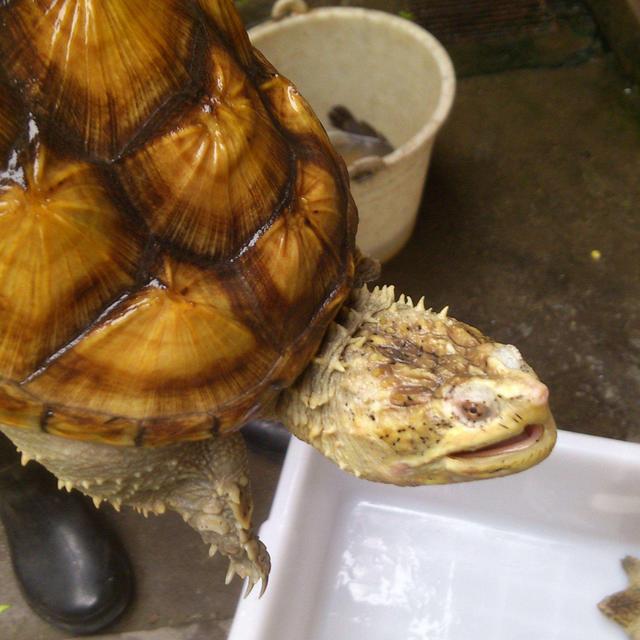 鳄鱼龟养殖技术 鳄鱼龟的养殖方法-第4张图片