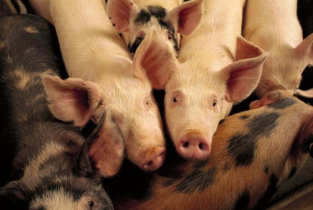 猪的寿命有几年 猪的智商相当于人几岁-第12张图片