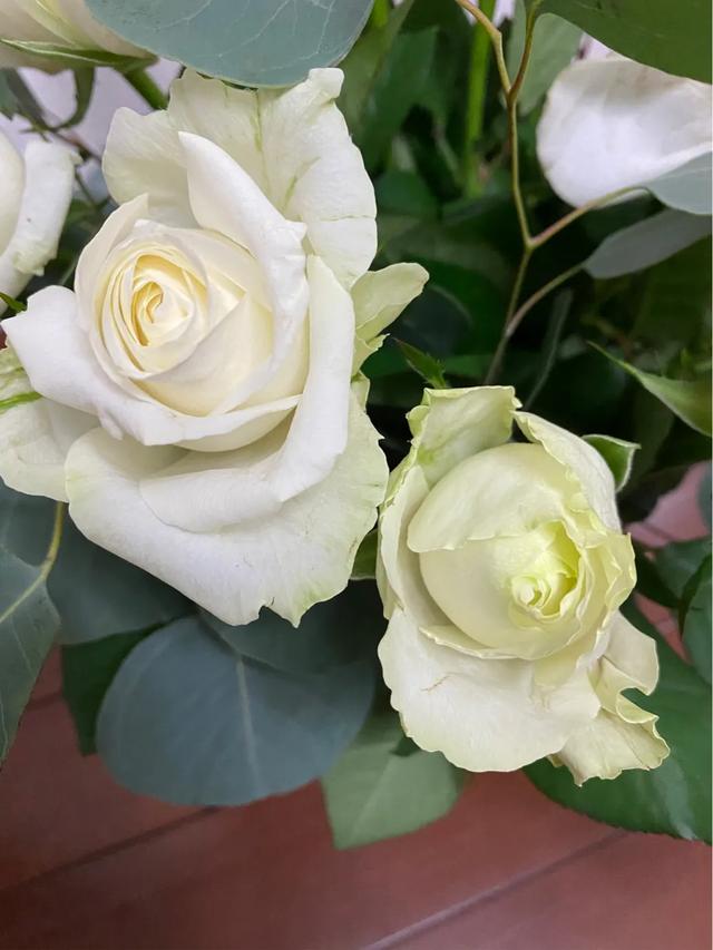 白色玫瑰花语象征与寓意（白玫瑰不能随便送人）