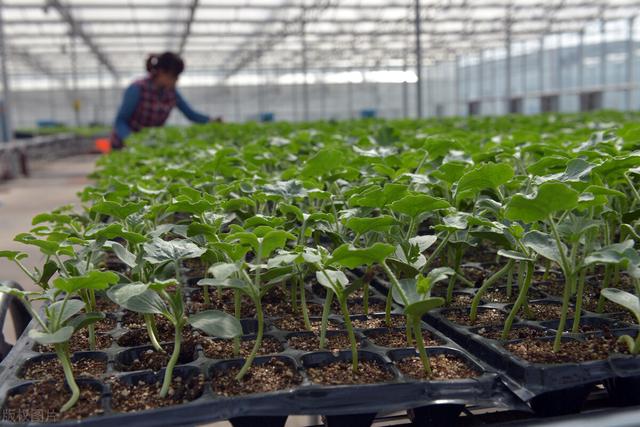 西瓜种植方法和技术 七月份可以种西瓜吗
