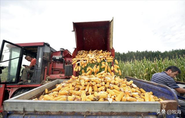玉米亩产纪录刷新（亩产2600斤玉米品种）-第2张图片
