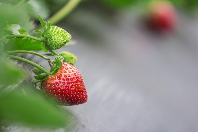 草莓的种植方法和技术 草莓种植技术及日常管理