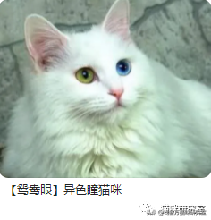 猫的品种及价格（三十种常见品种猫的合理价格）-第16张图片