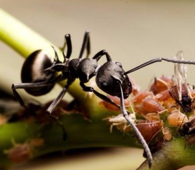 蚂蚁的天敌是什么动物 蚂蚁的克星是什么东西-第10张图片