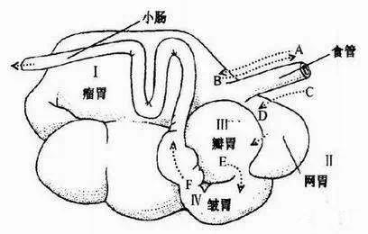 反刍动物有哪些（兔子为什么是反刍动物）-第3张图片