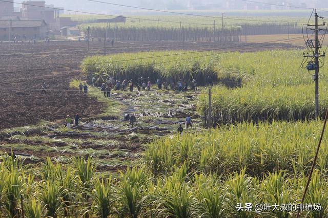 甘蔗产地主要在哪个省（中国甘蔗之乡）-第5张图片