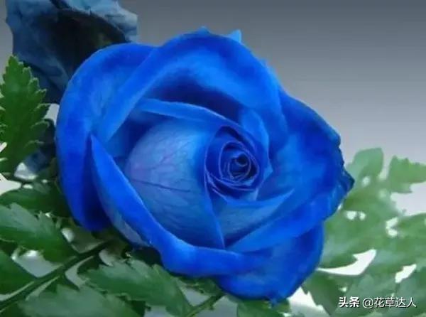 蓝色妖姬的花语（蓝色妖姬花代表什么寓意）-第3张图片