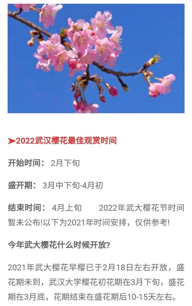 武大樱花开放时间（2022武大樱花开放时间）