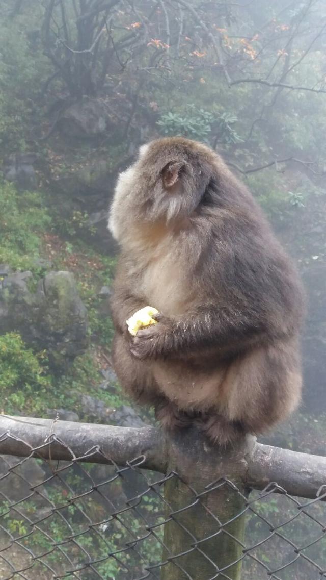 峨眉山是哪个省（峨眉山在哪个城市）-第48张图片