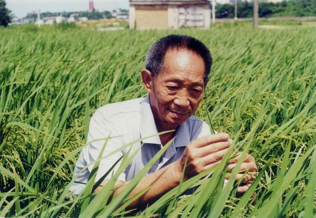 杂交水稻什么时候问世 我们为什么不吃杂交水稻