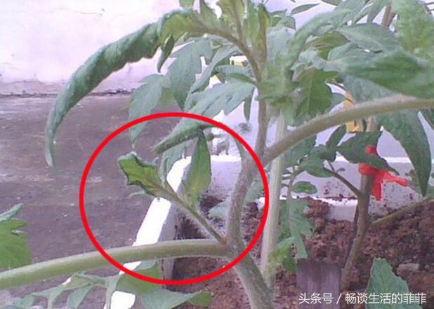 西红柿的种植方法和管理技术 西红柿打叉掐尖图解-第2张图片