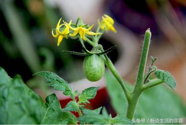 西红柿的种植方法和管理技术 西红柿打叉掐尖图解-第3张图片