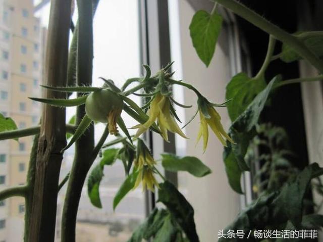 西红柿的种植方法和管理技术 西红柿打叉掐尖图解-第4张图片