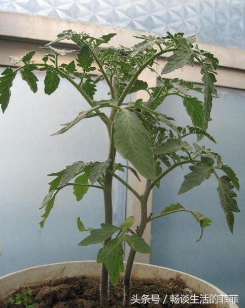 西红柿的种植方法和管理技术 西红柿打叉掐尖图解-第5张图片