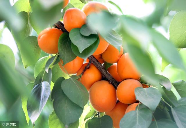 杏子什么时候成熟 李子树几月份剪枝最好