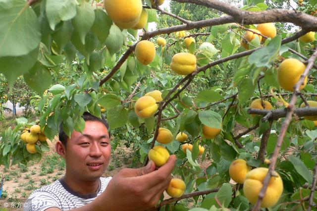 杏子什么时候成熟 李子树几月份剪枝最好-第3张图片