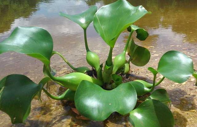 水葫芦是什么植物 水葫芦是属于藻类植物吗-第1张图片
