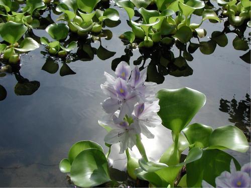 水葫芦是什么植物 水葫芦是属于藻类植物吗-第6张图片