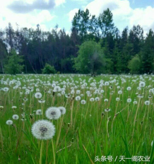 嫩江农场属于哪个市（嫩江农场归哪管）-第4张图片