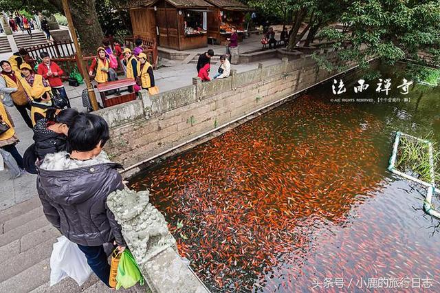 普陀山在哪个省（普陀山最好不要夫妻一起去）-第10张图片