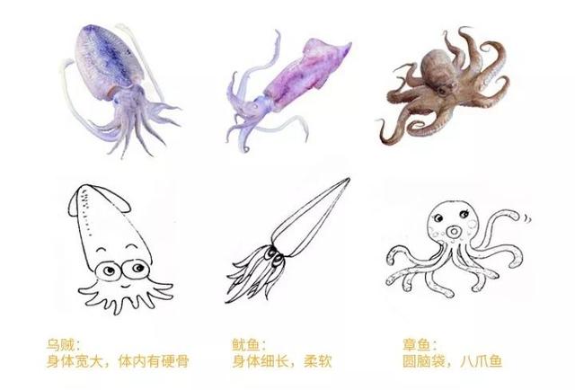 乌贼和章鱼的区别（章鱼和乌贼哪个厉害）-第10张图片