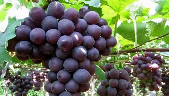 青岛大泽山葡萄（平度葡萄品种有哪些）-第2张图片