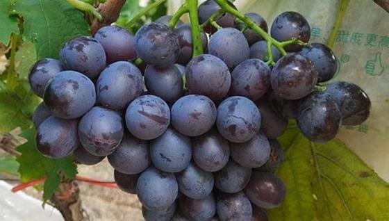 青岛大泽山葡萄（平度葡萄品种有哪些）-第1张图片
