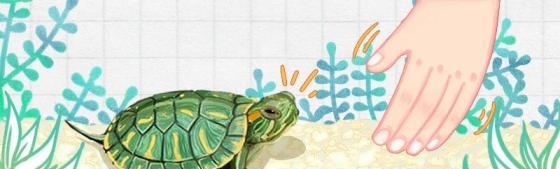 巴西龟吃什么东西，多久喂一次龟粮