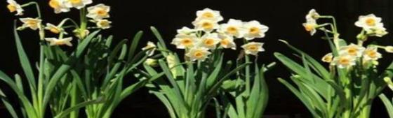 水仙花的养殖方法水培（土培水仙花正确养法）-第3张图片