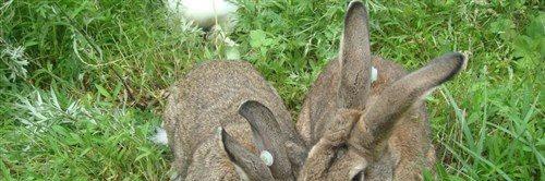 养100只兔子一年能赚多少钱？养野兔的成本和利润