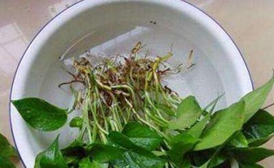 水培绿萝的养殖方法（绿萝水培方法）-第3张图片
