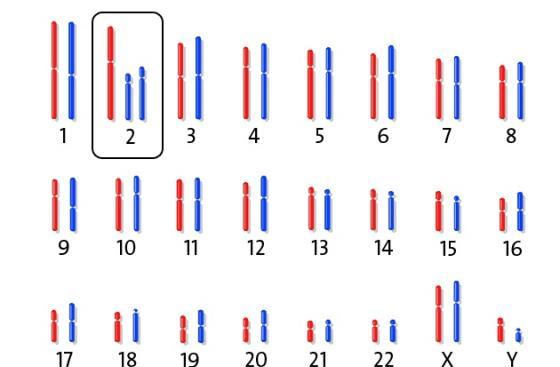 动物dna与人类dna有什么区别,人类是否与所有生物都有生殖隔离-第3张图片