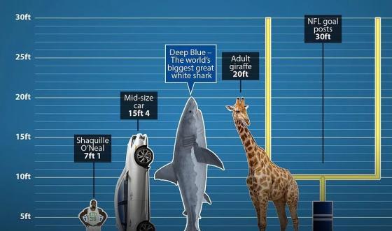 大白鲨是国家几级保护动物,大白鲨是濒危动物吗-第1张图片