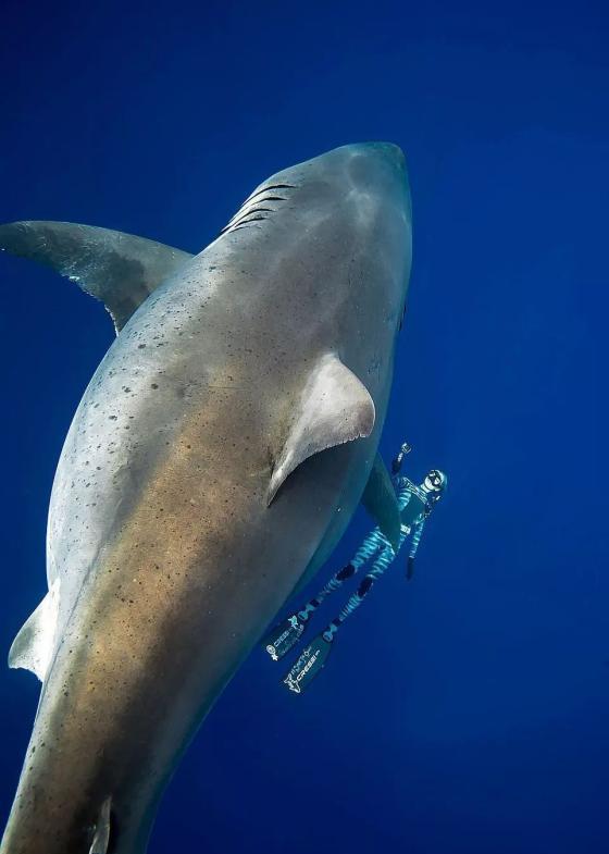 大白鲨是国家几级保护动物,大白鲨是濒危动物吗-第2张图片