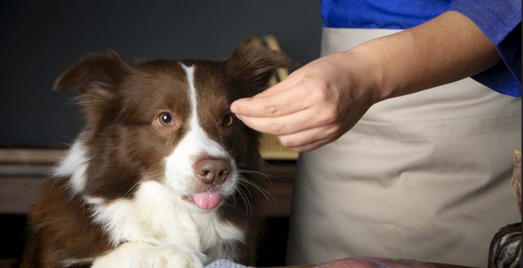 其实大部分人不用打狂犬疫苗（狂犬病致死率约达100%）