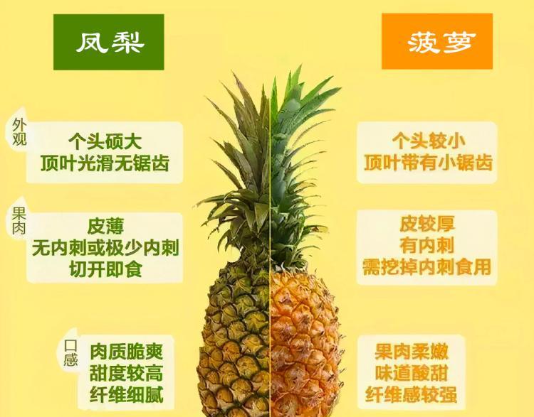 菠萝和凤梨有什么区别（凤梨和菠萝是不是同一种水果）-第3张图片