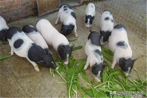 香猪种猪多少钱一只 巴马香猪仔多少钱一只-第1张图片