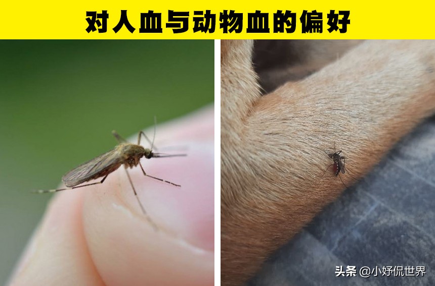 蚊子为什么喜欢在耳边嗡嗡叫（关于蚊子的7个有趣事实）-第3张图片