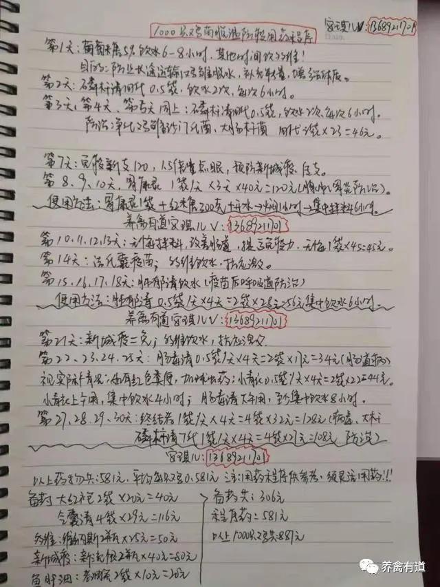 散养鸡用什么围网 林下养鸡用什么围网-第4张图片