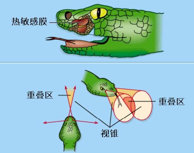 冷血动物的体温（蛇的体温是多少度）-第5张图片