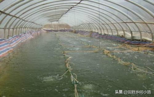 淡水小龙虾养殖技术 淡水虾养殖的条件-第3张图片