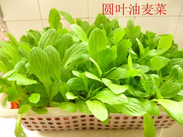 油麦菜是蔬菜吗 油麦菜名字由来-第3张图片