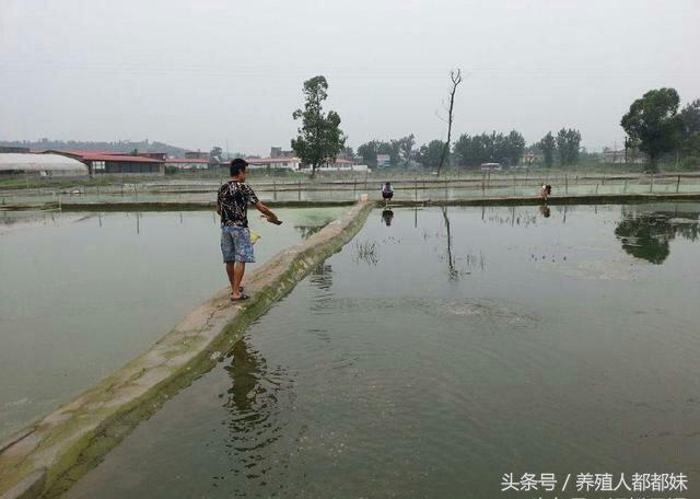 泥鳅养殖成本和利润 泥鳅养殖基地哪里有-第2张图片