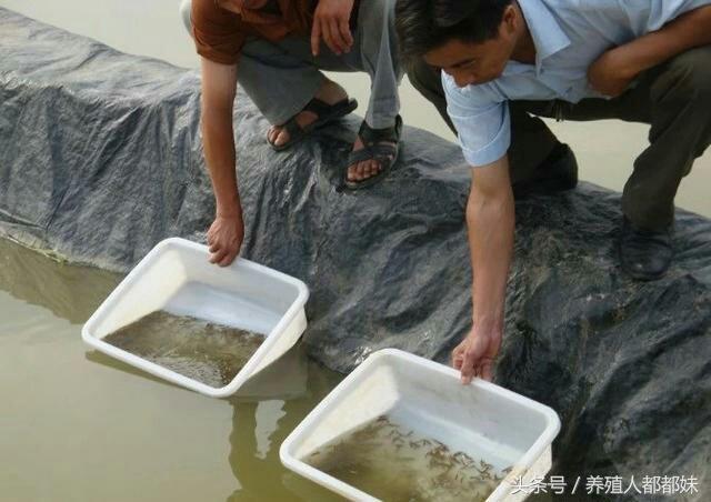 泥鳅养殖成本和利润 泥鳅养殖基地哪里有-第3张图片