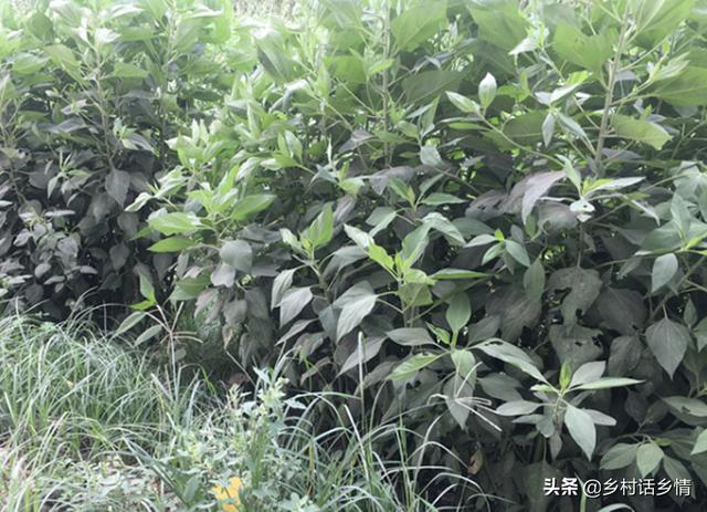 现在种植什么赚钱 现在种植什么赚钱快-第7张图片