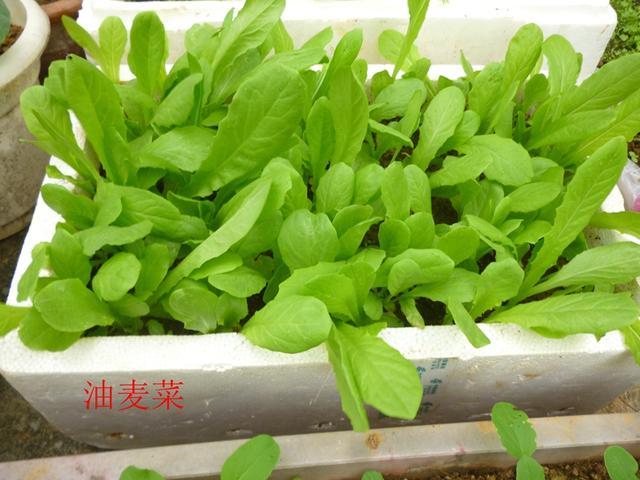 油麦菜是蔬菜吗 油麦菜名字由来-第4张图片